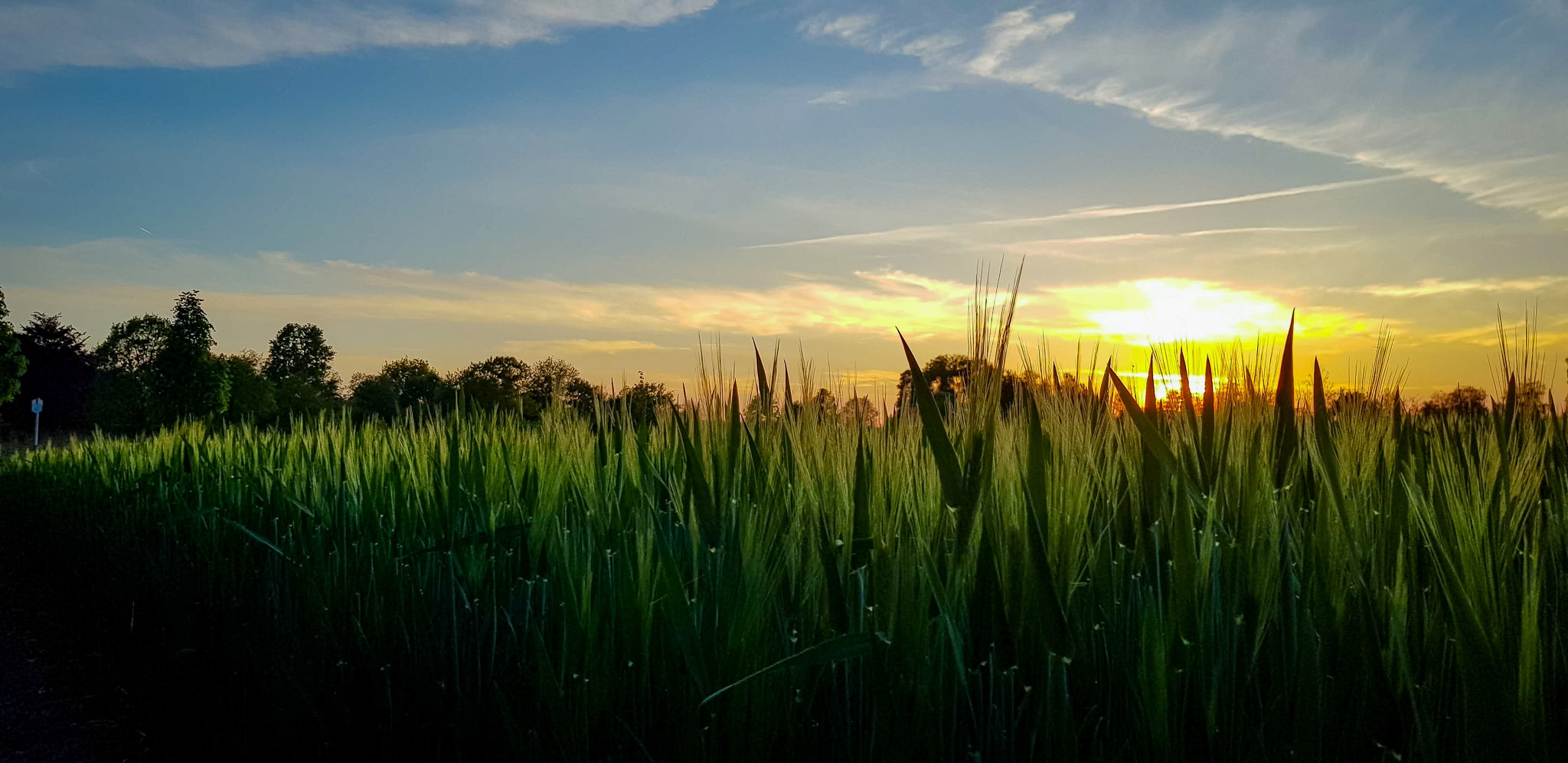 Das Bild zeigt ein grünes Gerstenfeld bei Haus Coerde im Gegenlicht bei Sonnenuntergang und Abendstimmung mit leichten Wolken am blauen Himmel