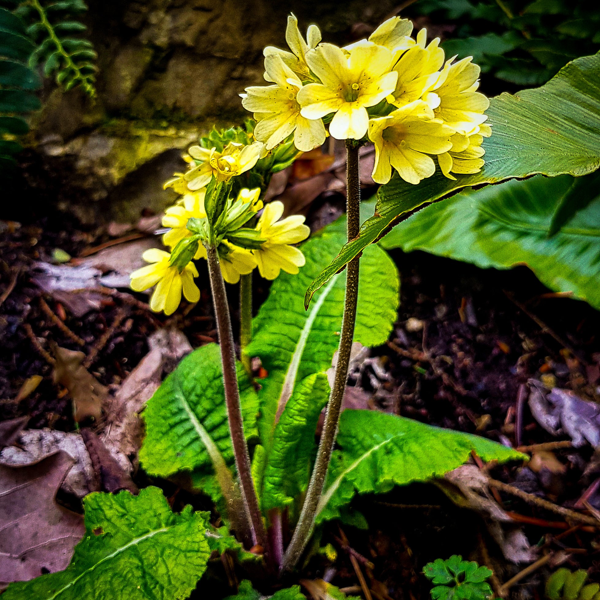 Das Bild zeigt eine Schlüsselblume im Fokus. Im Hintergrund ist Laub und Farn zu sehen.