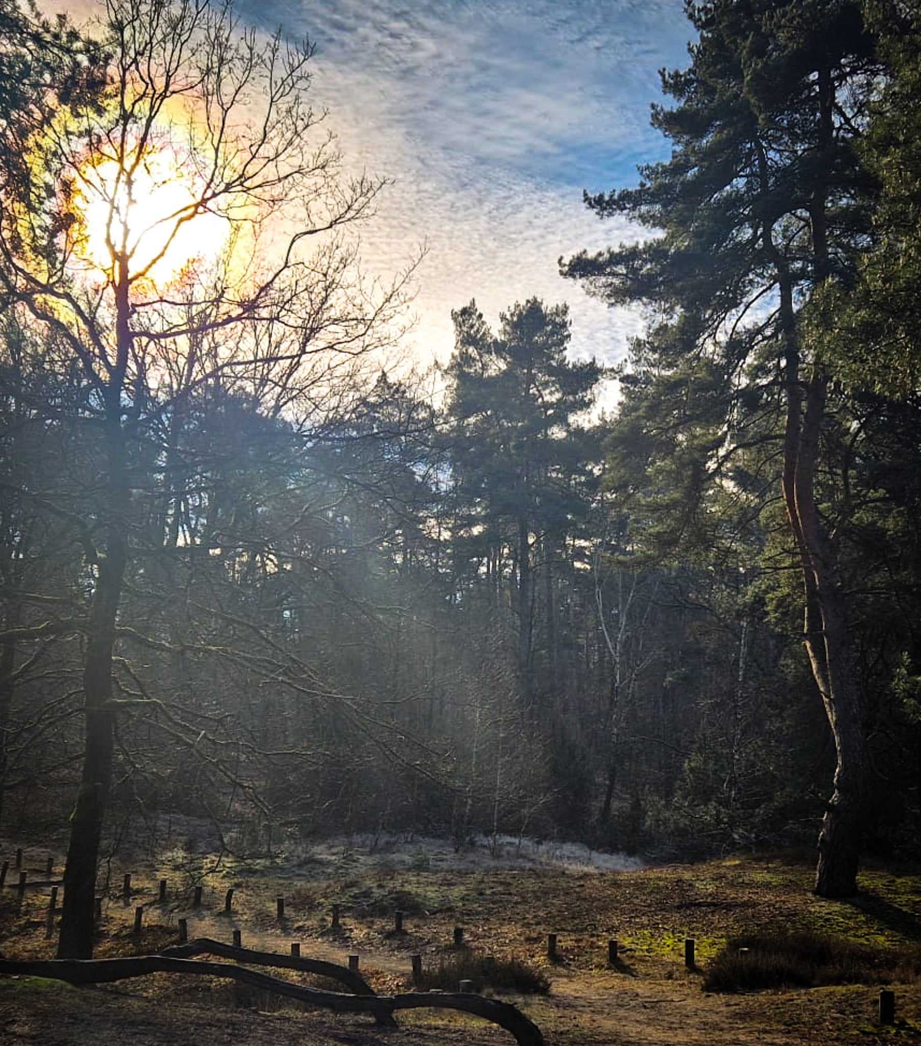 Sonne hinter einem Pinienwald und Wolken. Im unteren Teil des Bildes sieht man einen Pfad durch den Wald. 